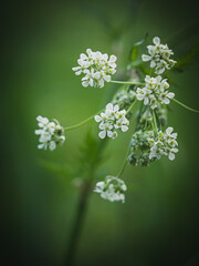 Cow Parsley