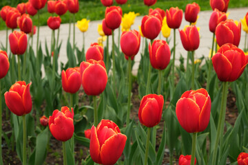 Tulips in the summer park view from above