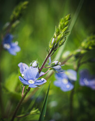 Veronica chamaedrys, the germander speedwell