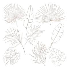 Line art summer tropical palm and banana leaves
