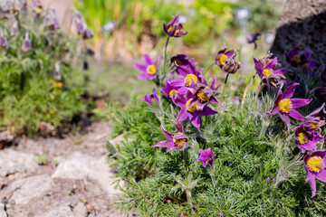Close up of purple Pasque Flower ,Pulsatilla vulgaris.Dream-grass is the most beautiful spring flower. Pulsatilla blooms in early spring in the forest on a Sunny day.