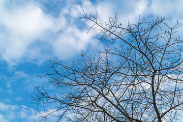 Top tree of dry wood with blue sky background