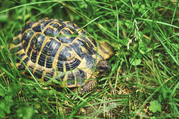 Naklejka premium Small turtle hidden among the blades of grass. Sweet land turtle strolls in a garden. Reptile eyes and colorful shell. Love for animals and respect for the planet earth.