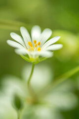 fleur des champs blanche petite sur fonds vert en plan rapproché en plein jour  le matin