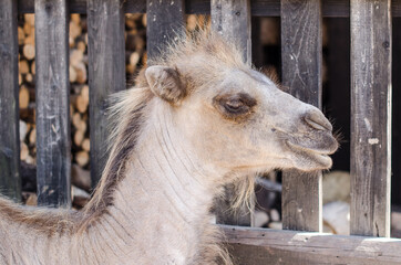 Camel. Exotic animal park in Dundaga, Latvia.