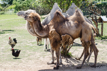 Camels. Exotic animal park in Dundaga, Latvia.