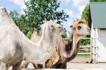 Camels. Exotic animal park in Dundaga, Latvia.