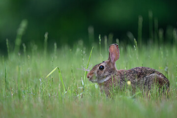 rabbit in the grass