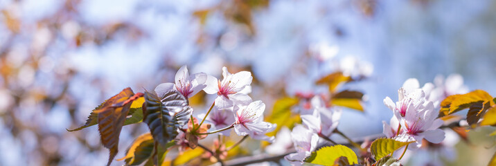 Spring Cherry blossoms, white, pink flowers.Cherry tree in full bloom.Branch with pink sakura blossoms. Natural background.springtime.web banner