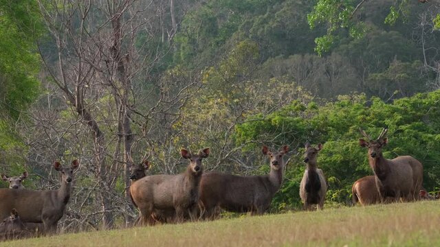 Sambar, Rusa unicolor, Thailand; an herd standing together in high alert as they look towards the camera, ready to run away if danger is near during the afternoon.