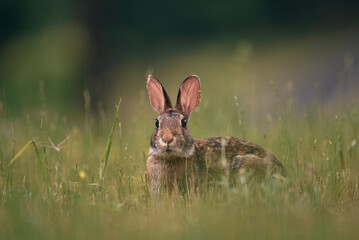 rabbit in the meadow