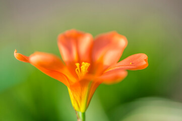 Fototapeta na wymiar fleur des champs rouge et jaune en plan rapproché sur fonds vert avec des couleurs vives et lumière du jour au printemps