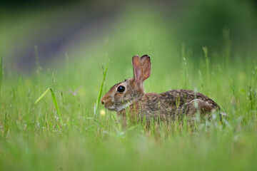 rabbit in the grass