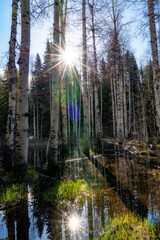 Swamp filled with Aspen trees with sunburst reflection