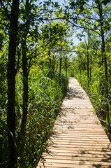Obraz premium Wooden footbridge and reeds along Busnieks lake, Ventspils, Latvia.