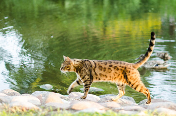Bengal cat walks in the park. Looks like leopard.