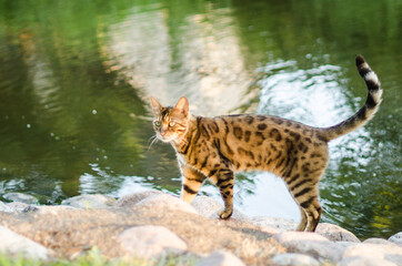 Bengal cat walks in the park. Looks like leopard.
