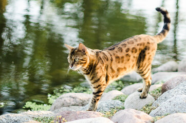 Bengal cat walks in the park. Looks like leopard.