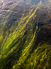 Seaweed in the Venta river in sunny summer day. Underwater photography. Kuldiga, Latvia.