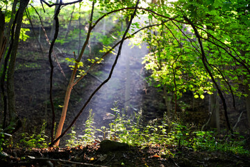 Admiring the beautiful light shining through the tree leaves and the morning fog on a challenging woodland trail near Pittsburgh in Western Pennsylvania on a spring day of May 25th, 2021.