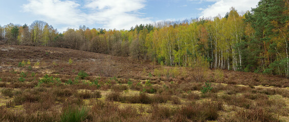 Fototapeta na wymiar Hill with heather and birch trees in spring green on the Mechelse Heide