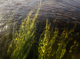 Seaweed in the Venta river in sunny summer day. Underwater photography. Kuldiga, Latvia.