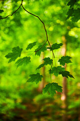 Admiring the beautiful light shining through the tree leaves and the morning fog on a challenging woodland trail near Pittsburgh in Western Pennsylvania on a spring day of May 25th, 2021.