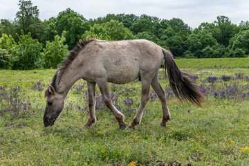 Naklejka na ściany i meble Konik Horse in a bright field with colorful wild flowers in Marchegg Natur Parkland, Austria