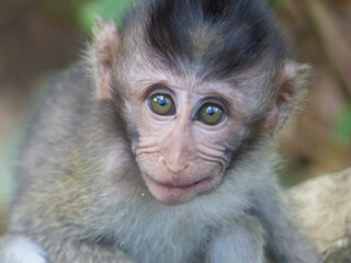 Fototapeta premium petit singe à Ubud
