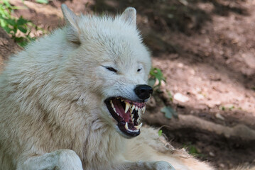 Nahaufnahme eines weissen Wolf der seine Zähne fletscht