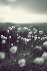 Romantic cotton grass in the moor, germany