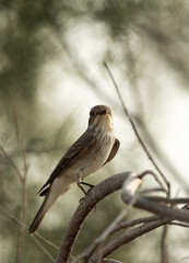 Closeup of a Spotted Flycatcher at Asker marsh