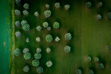 Small trees