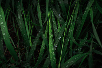 Fototapeta premium Green grass with raindrops background. Top view.