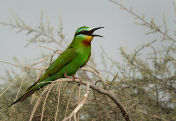 Blue-cheeked bee-eater looking for bee at Asker marsh, Bahrain