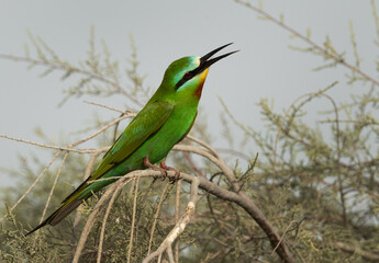 Blue-cheeked bee-eater at Asker marsh, Bahrain
