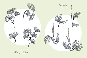 Collection of hand drawn illustrations, ginkgo biloba leaves and branches, plantain leaves, herbal medicine