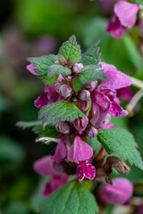 Red dead-nettle in the forest, close up shoot	