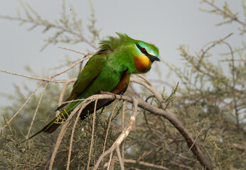 Closeup of a Blue-cheeked bee-eater at Asker marsh, Bahrain