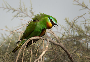 Closeup of a Blue-cheeked bee-eater at Asker marsh, Bahrain