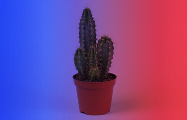Cactus in pot in neon light