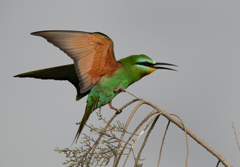 Blue-cheeked bee-eater trying to perch on a tree at Asker marsh, Bahrain