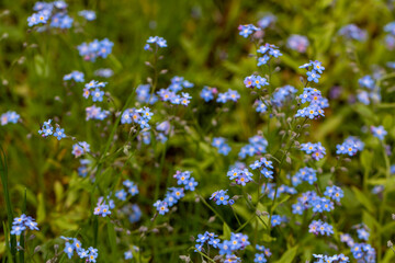 A bunch of Myosotis flowers in the garden