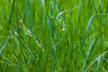 Tall green grass in the meadow. Wild flowers grow in the grass.