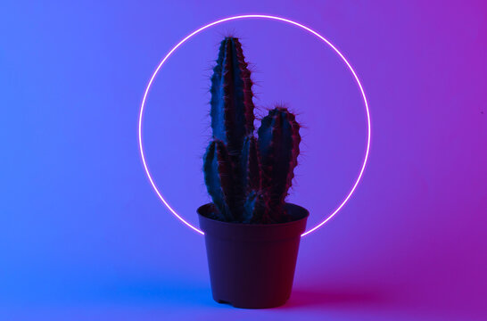 Cactus in a trendy neon light. Gradient pink-blue glow. Neon circle. Concept art. Minimalism - Powered by Adobe