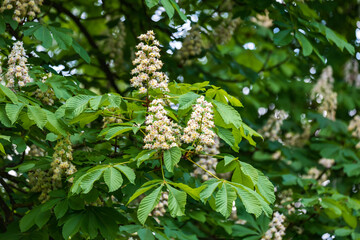 White chestnut flower on a tree among green leaves.