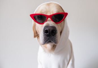 Cheerful dog in a white sweater and red sunglasses sits on a white background. Funny golden retriever in clothes for cards, notebooks and calendars.