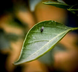 mini fly