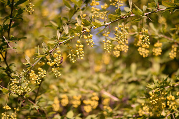 Blooming hanging clusters of delicate yellow barberry inflorescences on the background of a blooming garden. Background.
