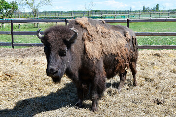 Austria, Bison breeding